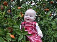 Picking Oranges At Great Great Grandma's House