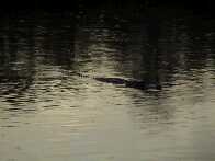 My first alligator....